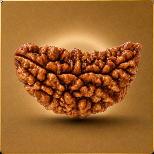 1 Mukhi Indian Rudraksha