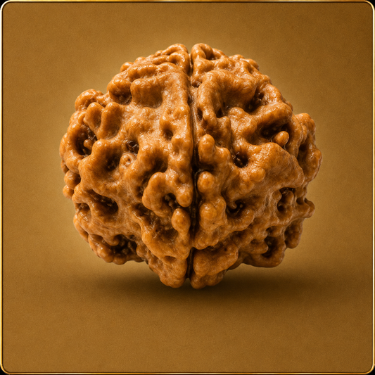 1 Mukhi Nepali Rudraksha – Underdeveloped