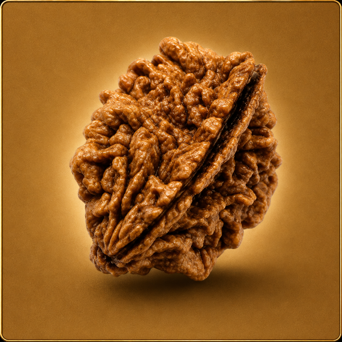 2 Mukhi Rudraksha – Indian & Nepali
