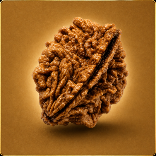 2 Mukhi Rudraksha – Indian & Nepali