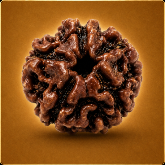 5 Mukhi Nepali Rudraksha
