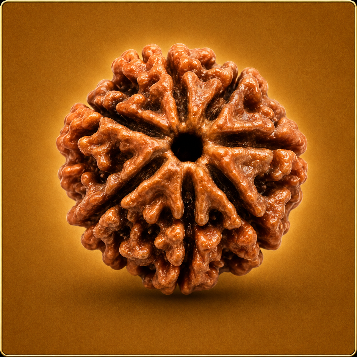 7 Mukhi Nepali Rudraksha