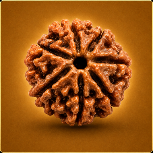 7 Mukhi Nepali Rudraksha
