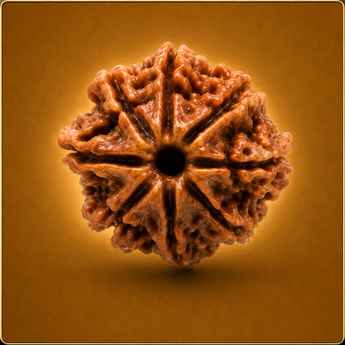 8 Mukhi Nepali Rudraksha
