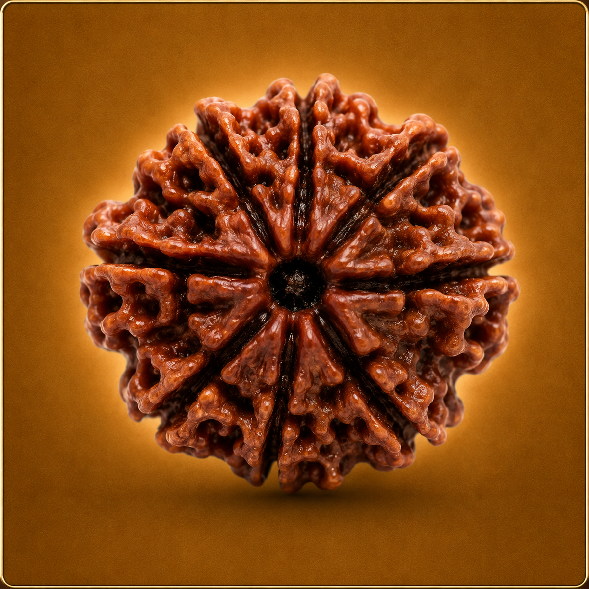 9 Mukhi Nepali Rudraksha