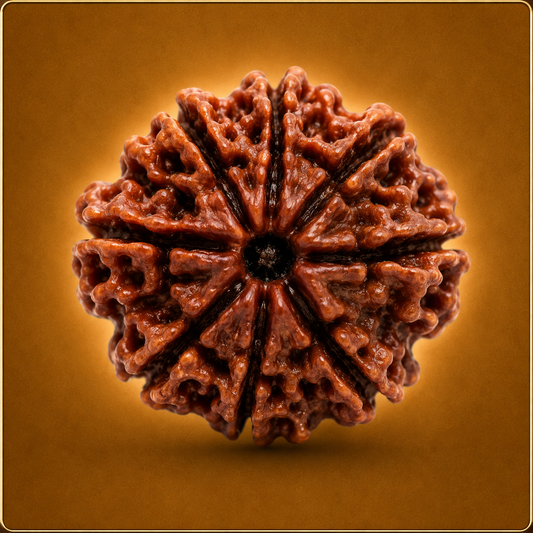 9 Mukhi Nepali Rudraksha