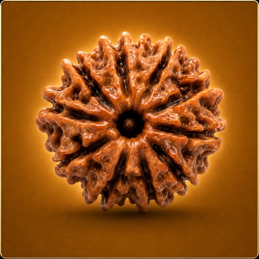 10 Mukhi Nepali Rudraksha
