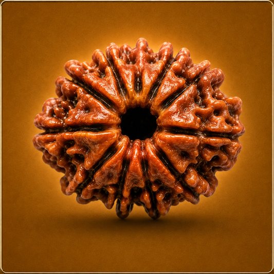 11 Mukhi Nepali Rudraksha