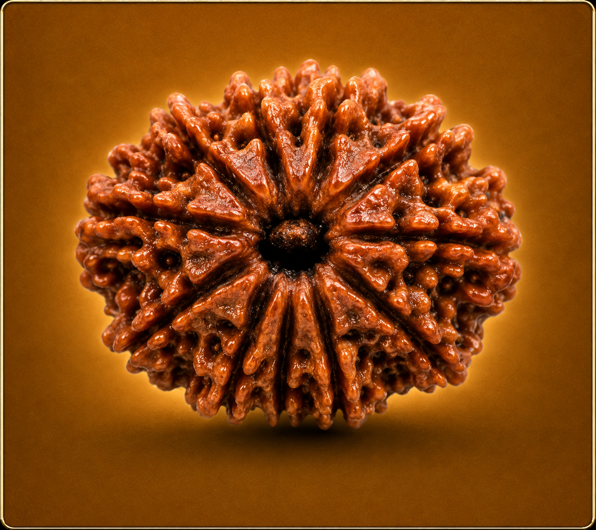 12 Mukhi Nepali Rudraksha