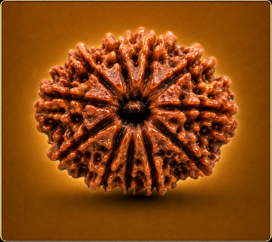 12 Mukhi Nepali Rudraksha