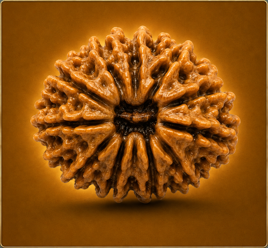 14 Mukhi Nepali Rudraksha