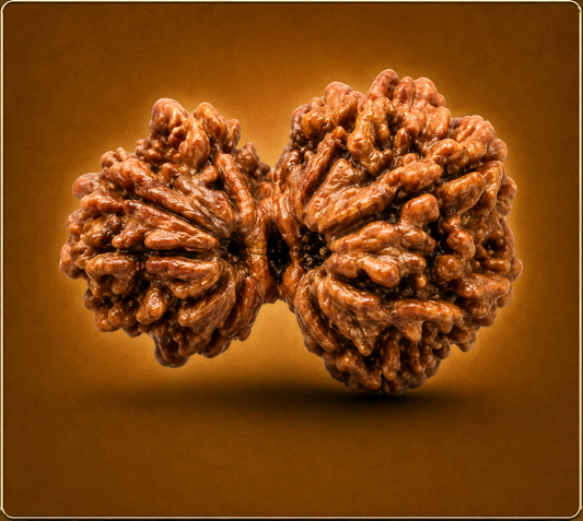 Garbh Gauri Nepali Rudraksha